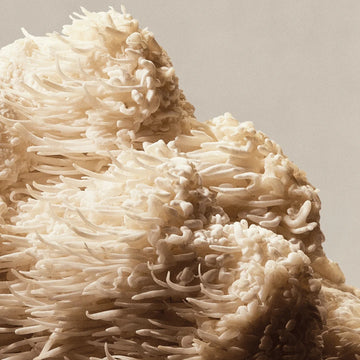 Lion's Mane