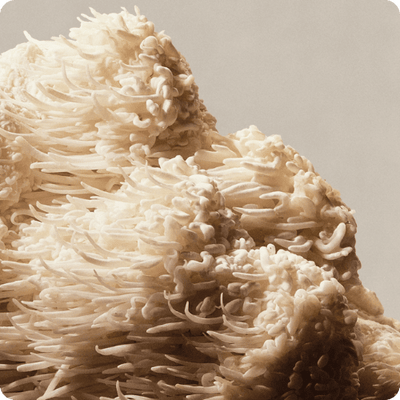 Lion's Mane