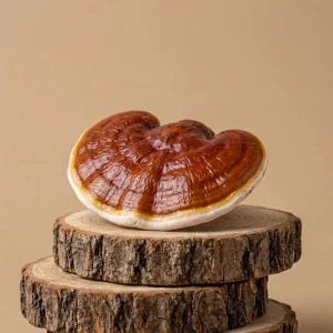 Reishi - Extrait en poudre hover