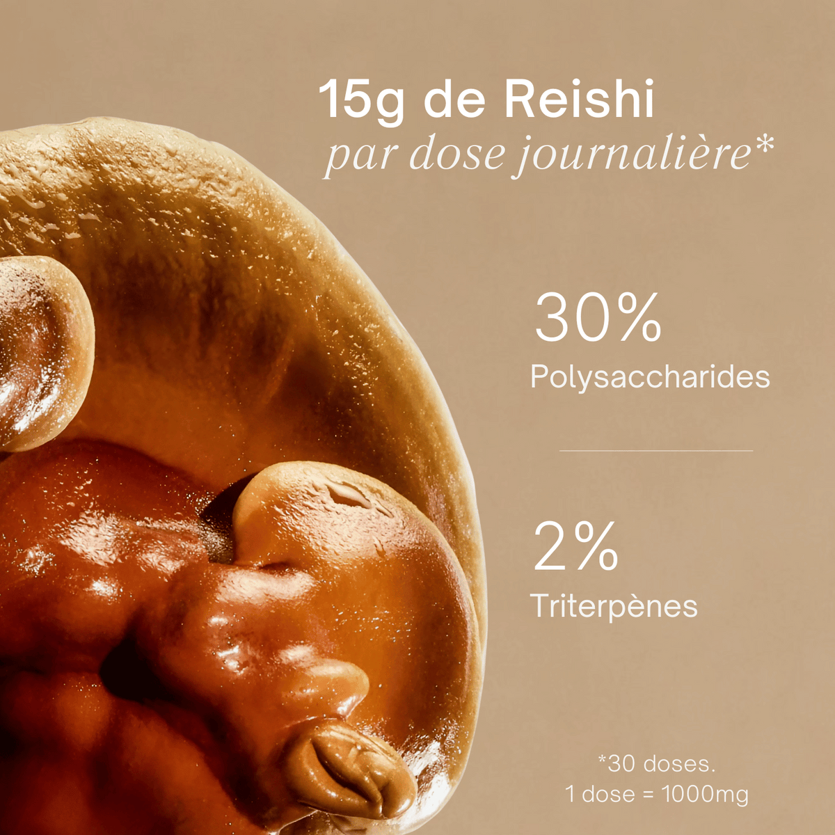Reishi - Extrait en poudre
