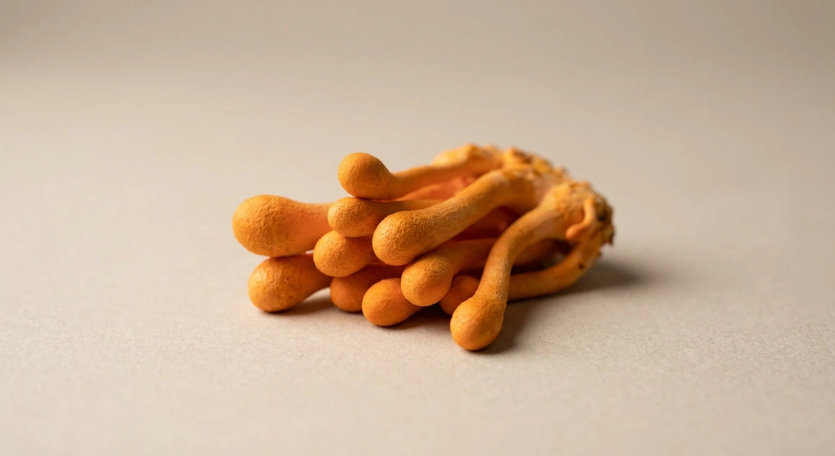 Cordyceps