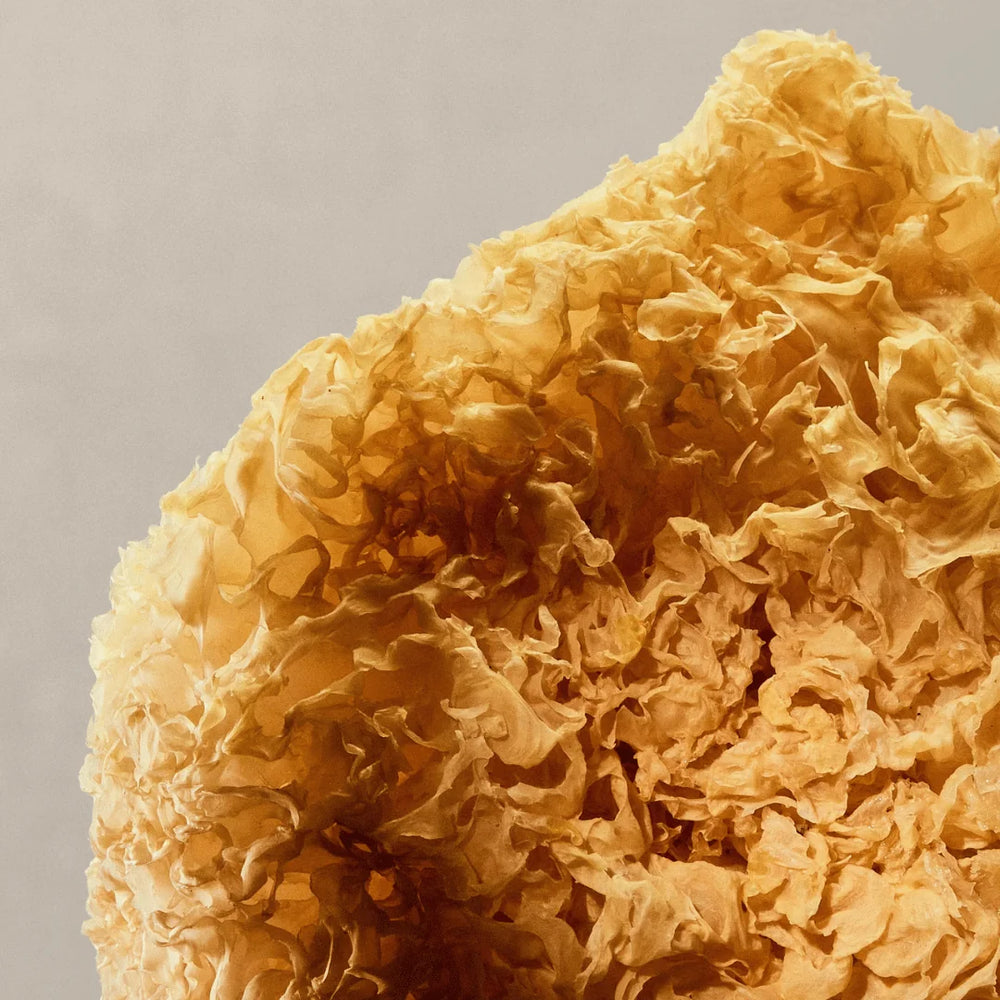 tremella bienfaits sporelife