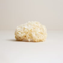 Le Tremella