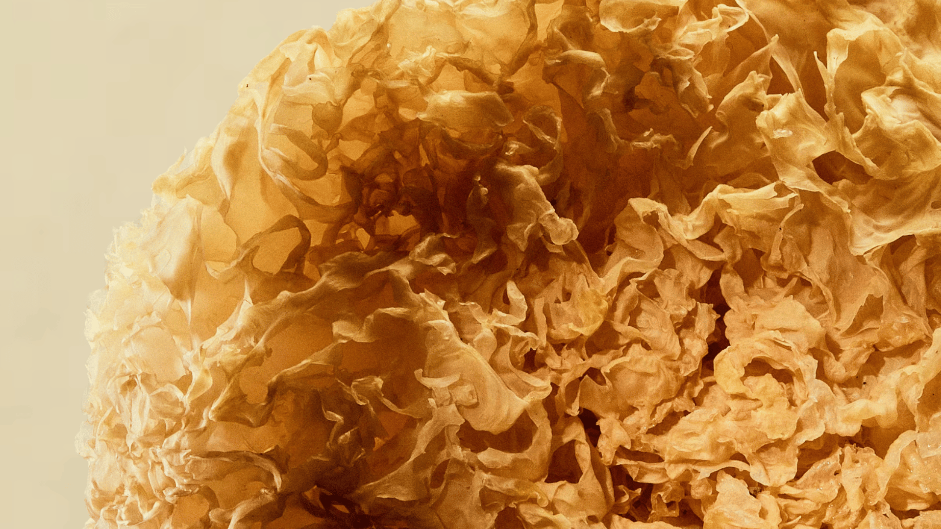 Tremella